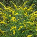Solidago rugosa 'Fireworks'